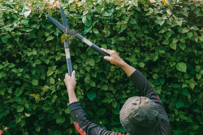 Jardinero podando un seto con tijeras